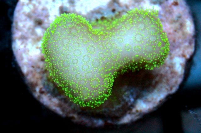 880c35f4 - New Corals & Clams!