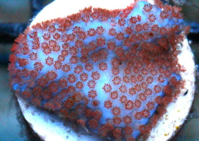 915ca557 - New Corals & Clams!