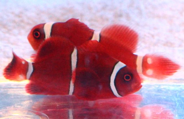 f091f55c - Smiley Face Clownfish