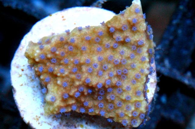f8157c22 - New Corals & Clams!