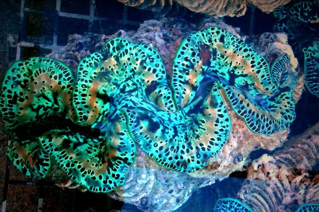50d706d7f267406d9aa4e94c4ae21ce8 - New Clams