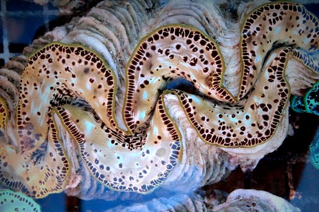 9543a84291961f29cd4b301fd3c0d81c - New Clams