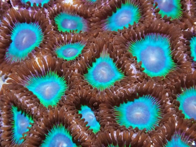 tn 96ZP20Teal20Dragons20520polyps2039 zpsig8ynu8f - Z's, P's & 'Shrooms Special is Back!!!