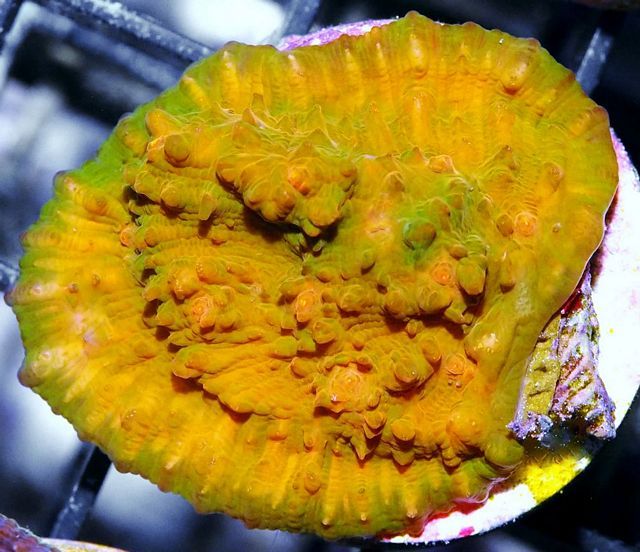 tn F20O1257203920Butterscotch20Chalice zpsqundgqzm - NEW Specials!