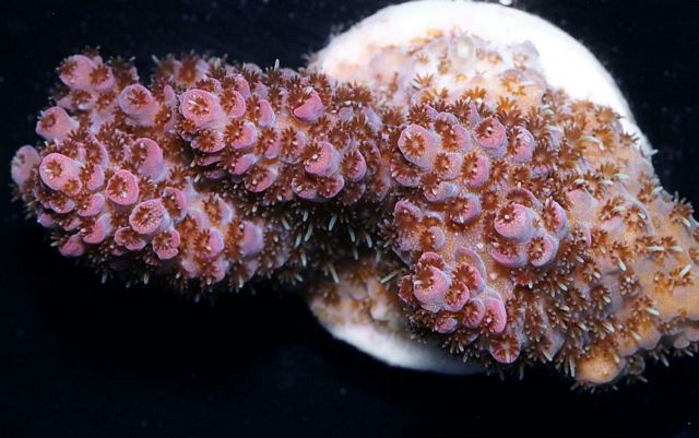 tn F20O1835203420Table20Acropora zpsazx2xlyw - NEW Specials!
