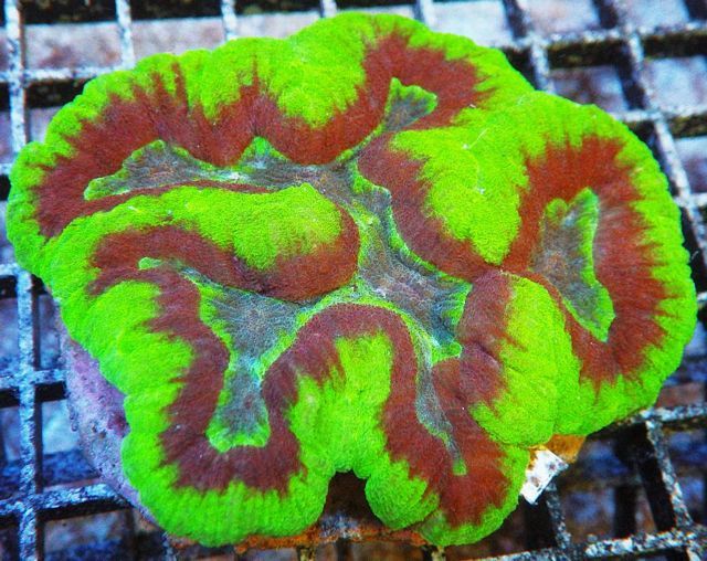 tn HP20A14462016920Bright20Lime20and20Red20Lobophyllia zpsnfhpr4ba - NEW Bubble Tip Anemones!