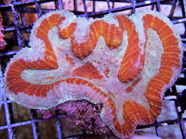 tn HPN0626139TropicalBreezeSymphyllia zps5e5cc953 - White Tail Bristletooth Tangs & More!