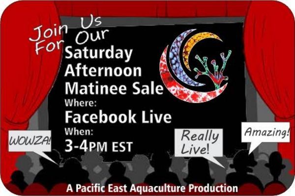 tn Saturday20Live20Sale zpsm0mbilhd - Facebook Live Sale 1/28!