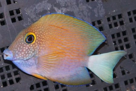 whitetail zps1faa202c - White Tail Bristletooth Tangs & More!