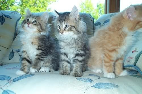 LONG HAIRED KITTENS Pictures, Images and Photos