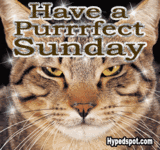 have a purrrfect sunday cat Pictures, Images and Photos