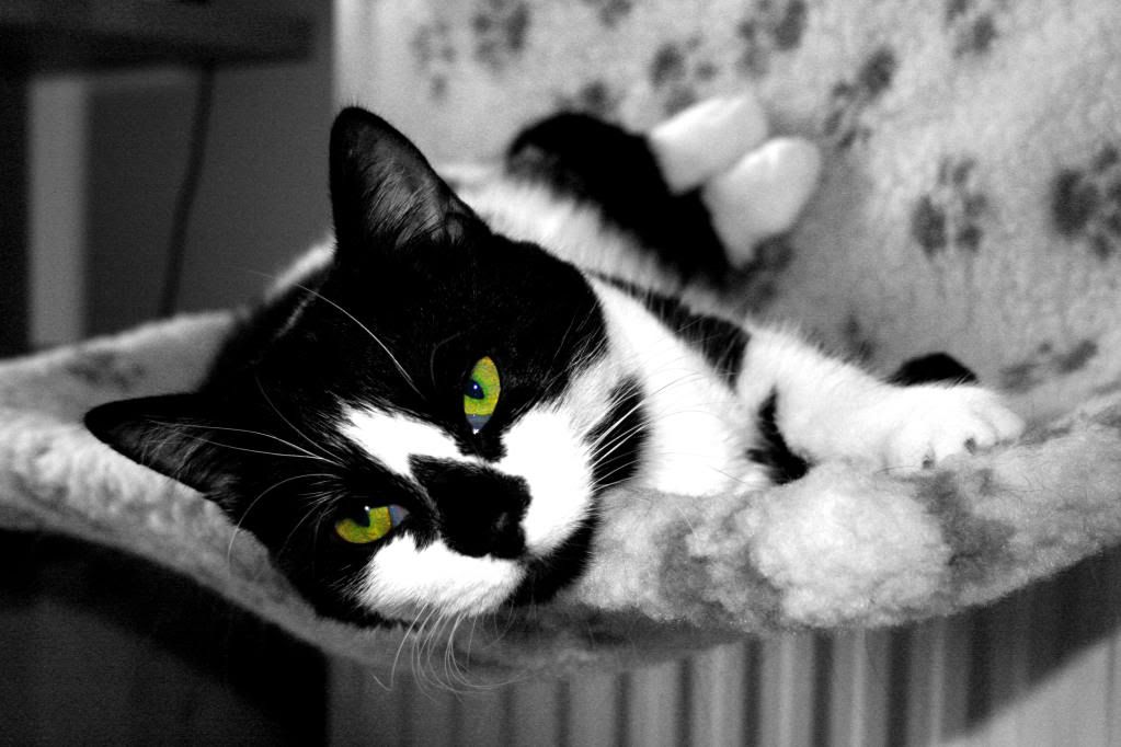 IMAGE: http://i283.photobucket.com/albums/kk305/weecamo/IMG_63542-1.jpg