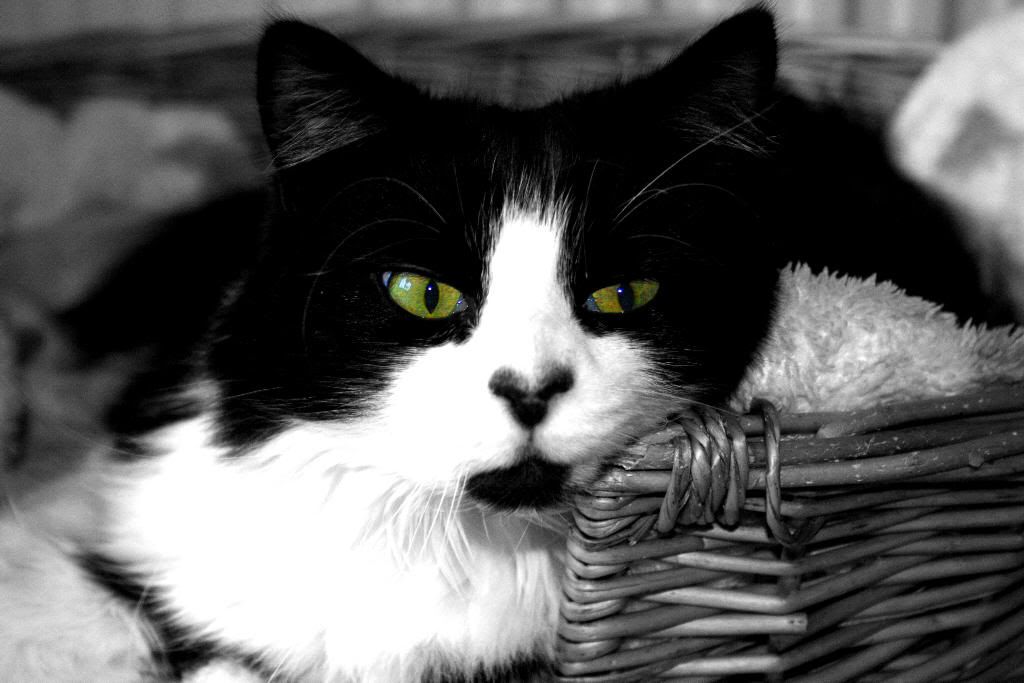 IMAGE: http://i283.photobucket.com/albums/kk305/weecamo/IMG_63562.jpg