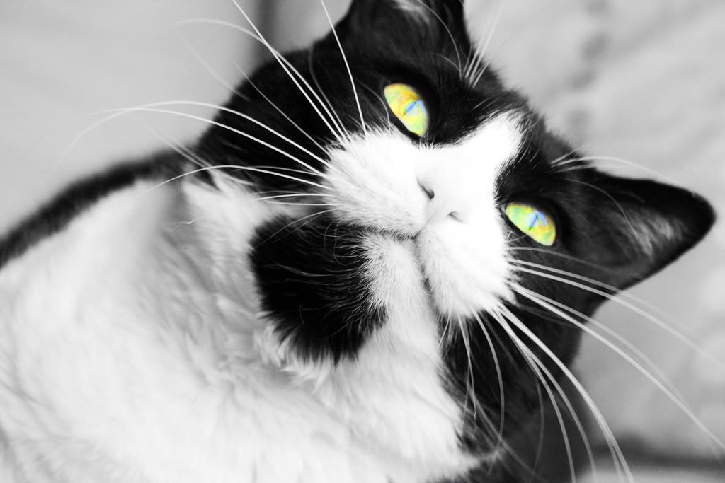 IMAGE: http://i283.photobucket.com/albums/kk305/weecamo/IMG_7055-1.jpg