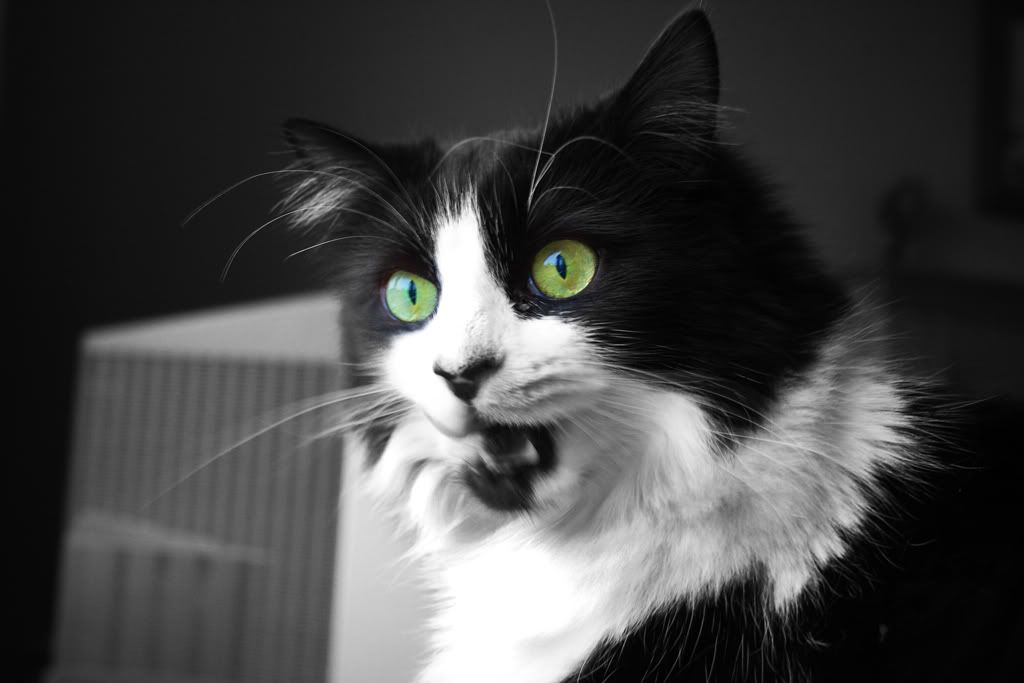 IMAGE: http://i283.photobucket.com/albums/kk305/weecamo/IMG_7074.jpg