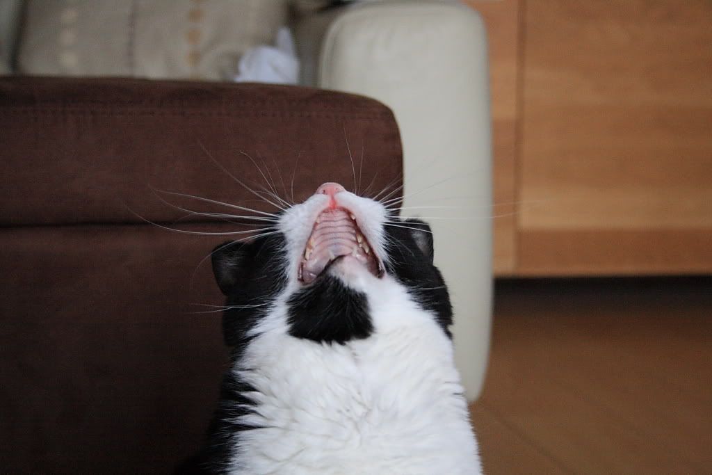 IMAGE: http://i283.photobucket.com/albums/kk305/weecamo/forum0122.jpg