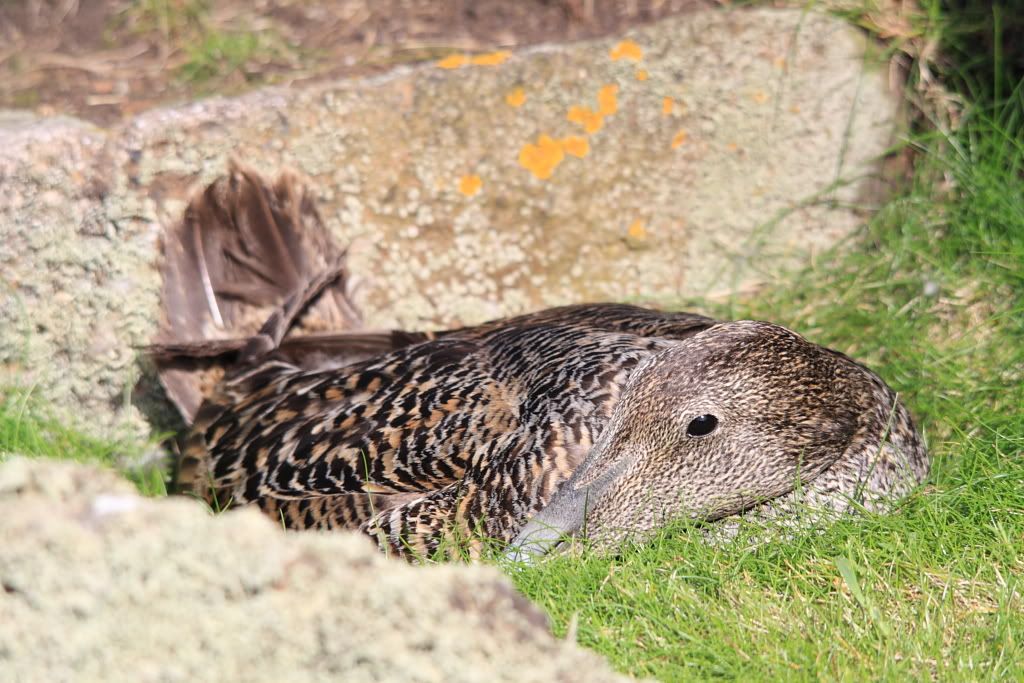 IMAGE: http://i283.photobucket.com/albums/kk305/weecamo/forum0168.jpg