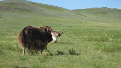 Yack in Mongolia