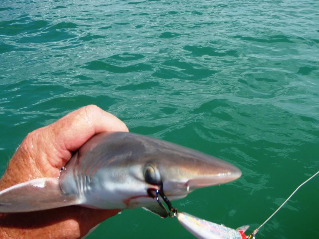 Florida Spinner Shark