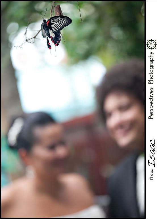 Auckland wedding photos