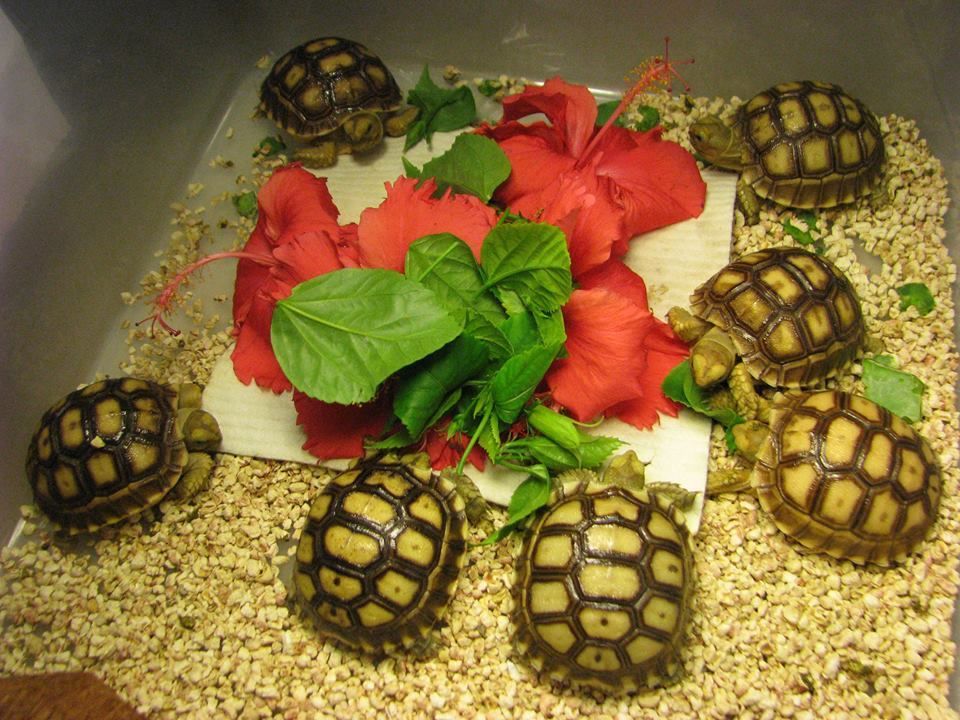 Rùa châu phi sulcata