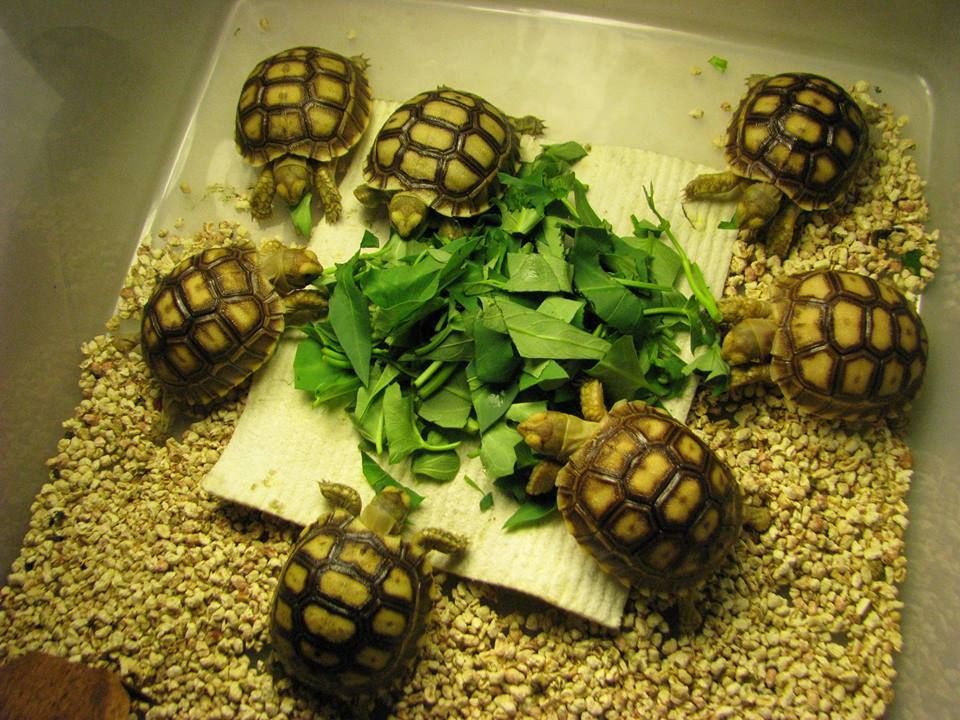 Rùa châu phi sulcata - 3