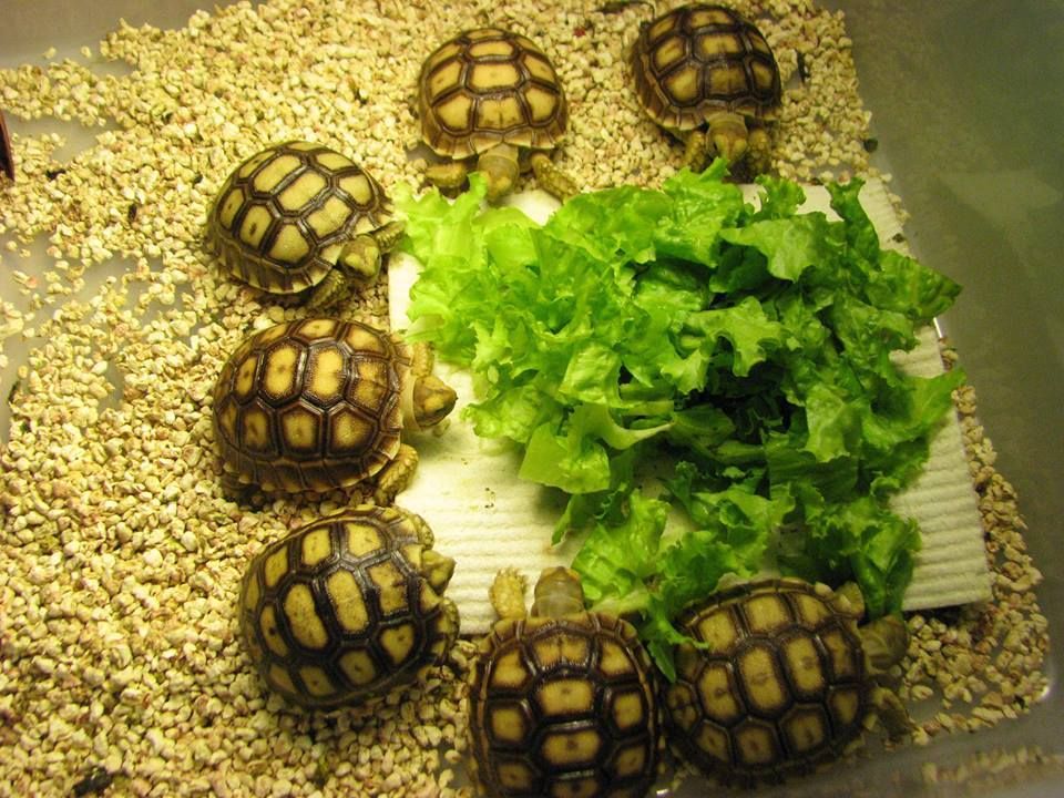 Rùa châu phi sulcata - 2