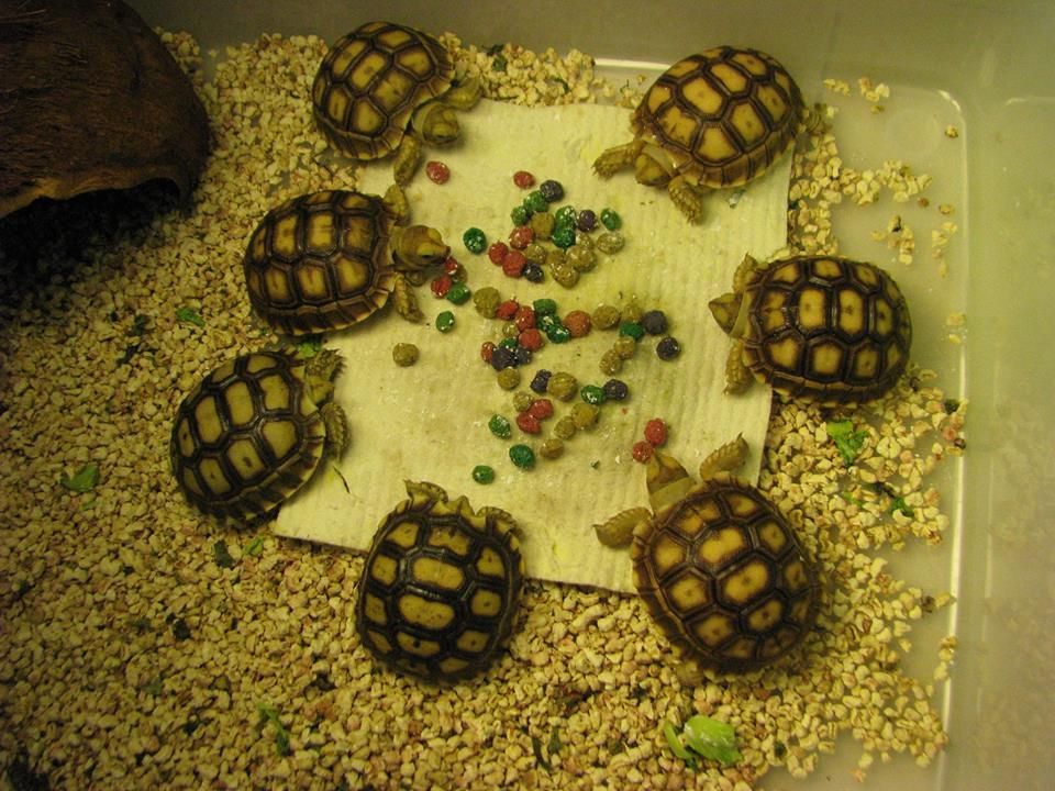 Rùa châu phi sulcata - 1