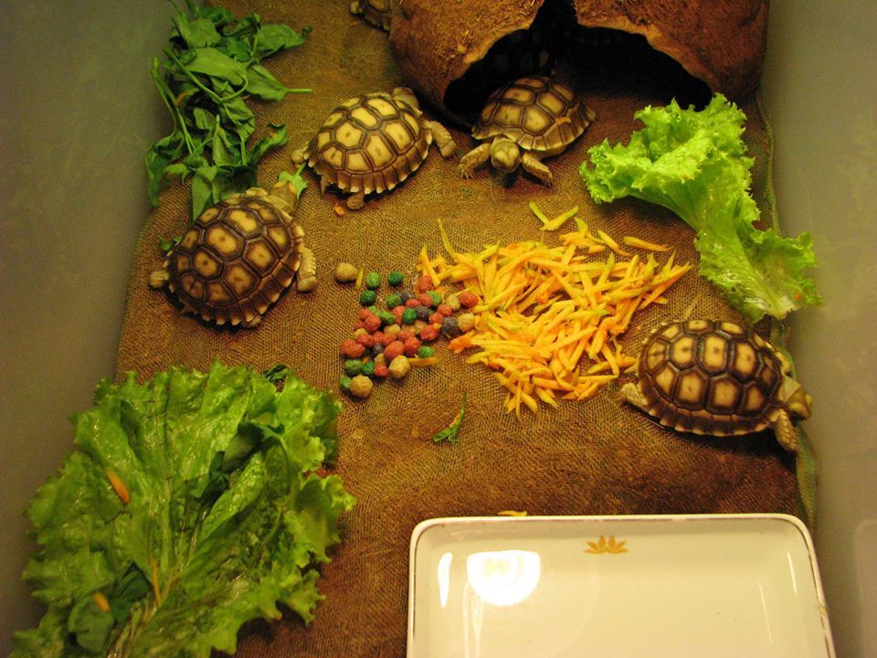 Rùa châu phi sulcata - 4