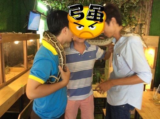 Trăn vàng & Nhím kiểng