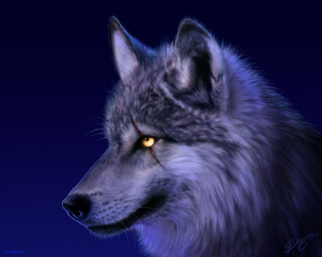 <img:http://i283.photobucket.com/albums/kk307/rspitz28/Wolves/wolf1.jpg>