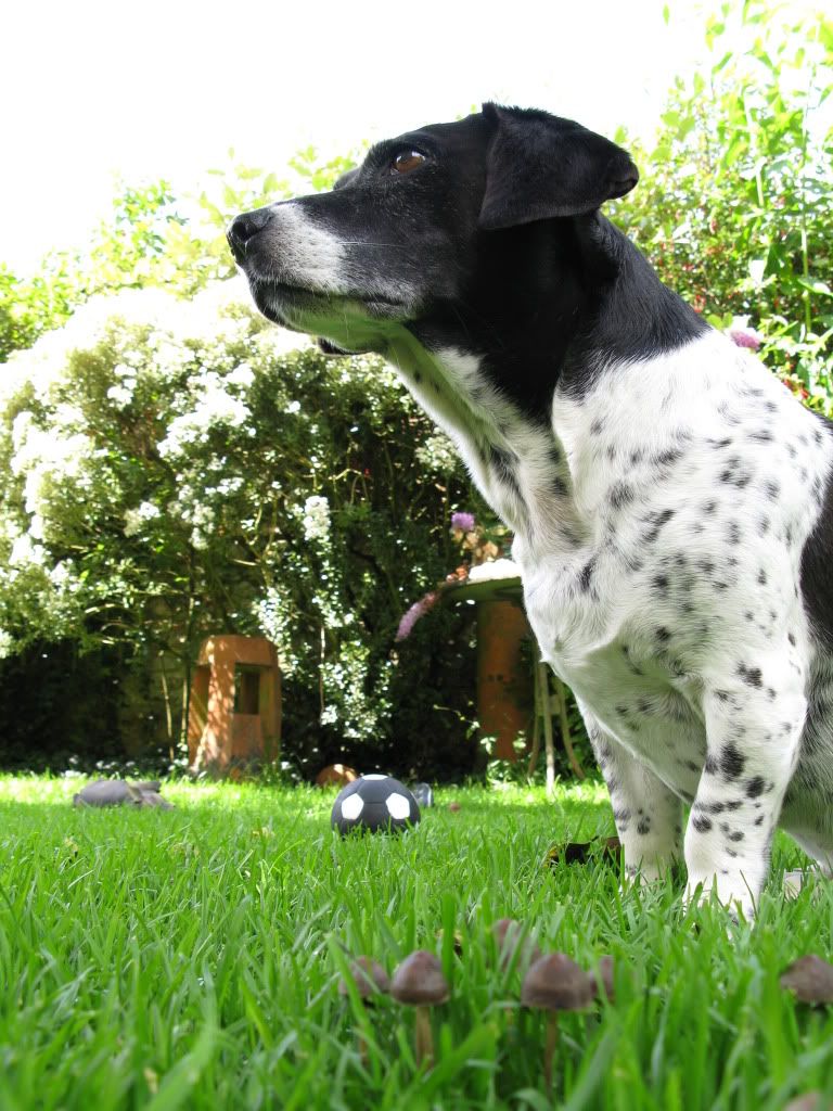 dogsinthegarden091.jpg