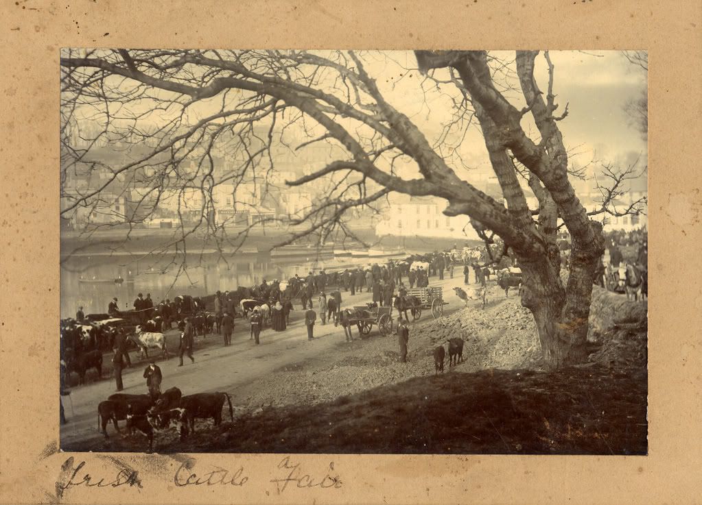 cattle fair