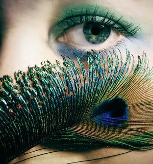 http://i283.photobucket.com/albums/kk310/Nikki0427/peacock2.jpg