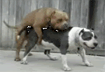 m_1e65c0ce27480e13ace93ada5d57cd22.gif