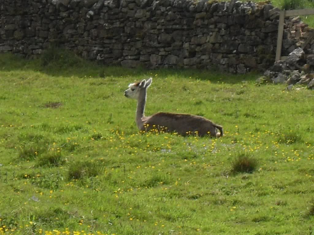 Lama enjoying the good weather