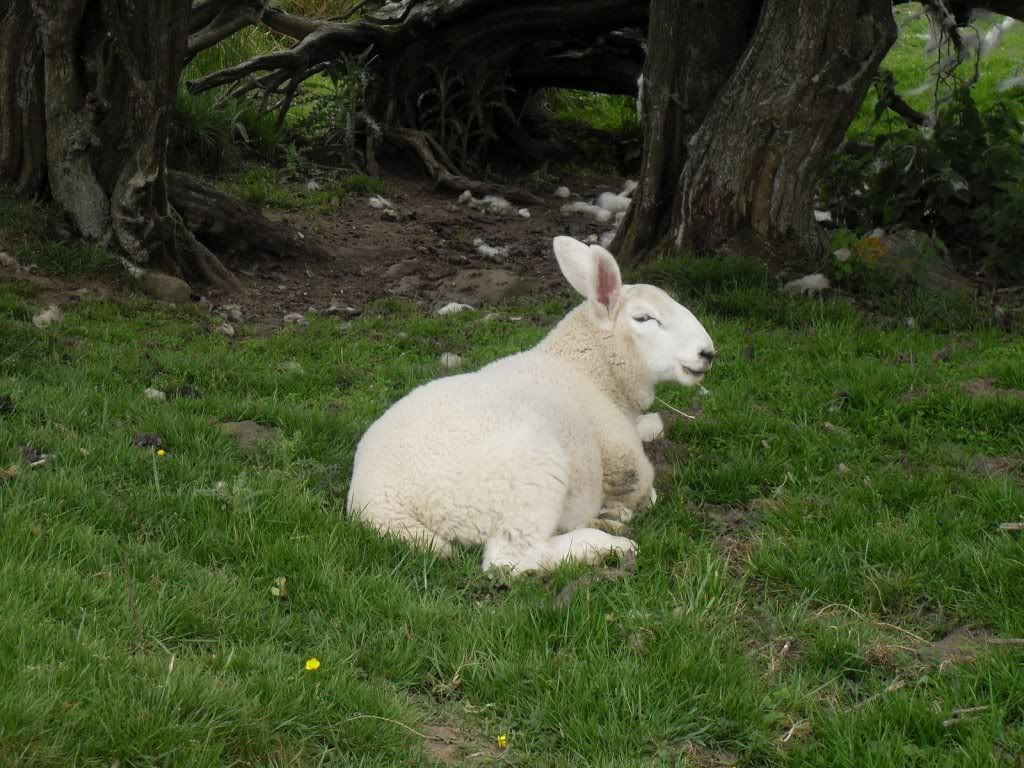 This is either a blooming great rabbit or a long eared sheep
