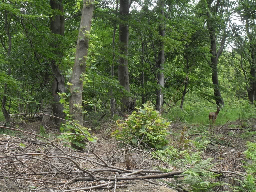 Arcliffe Wood there's a deer in there somewhere
