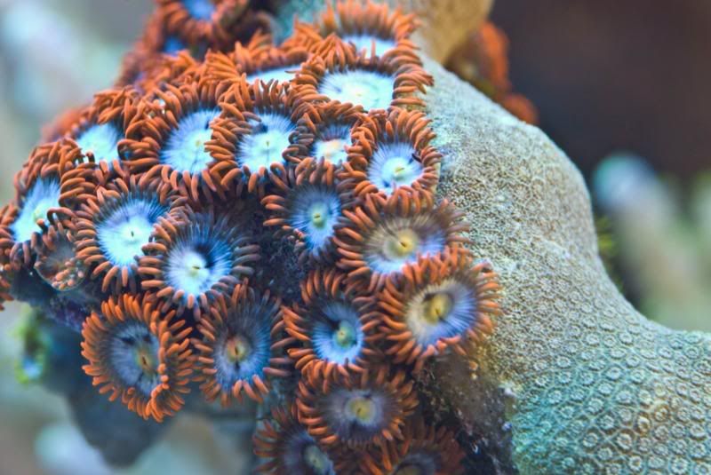 awesomezoas.jpg