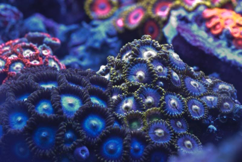 zoas2.jpg