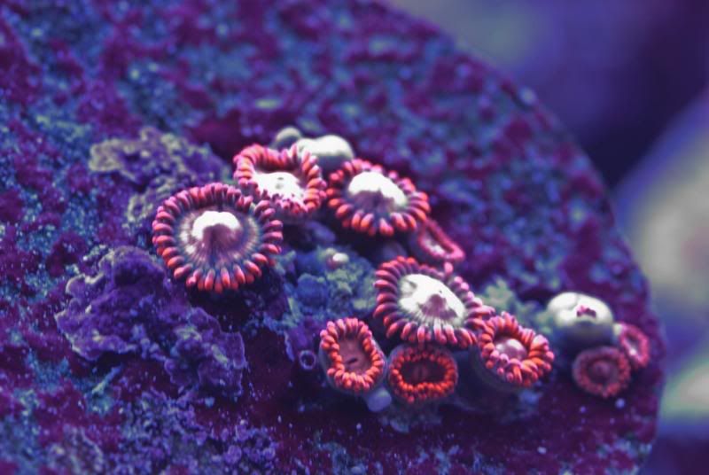 zoas_1.jpg