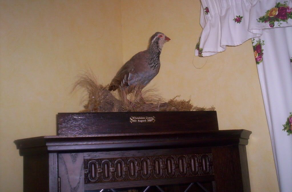 taxidermy004.jpg