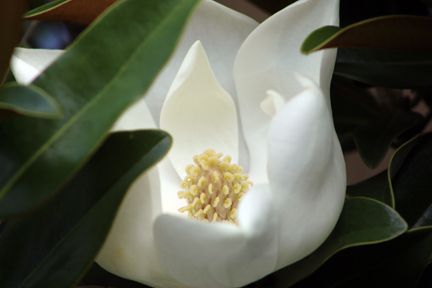  photo magnolia7-18_zps1ef5a9c7.jpg