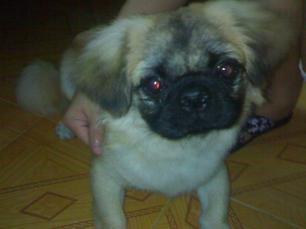 Chú cún đáng yêu nhất trên Facebook ^^ - 1