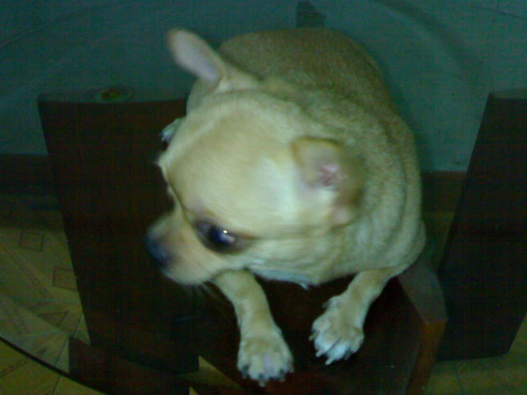 Chú cún đáng yêu nhất trên Facebook ^^ - 2