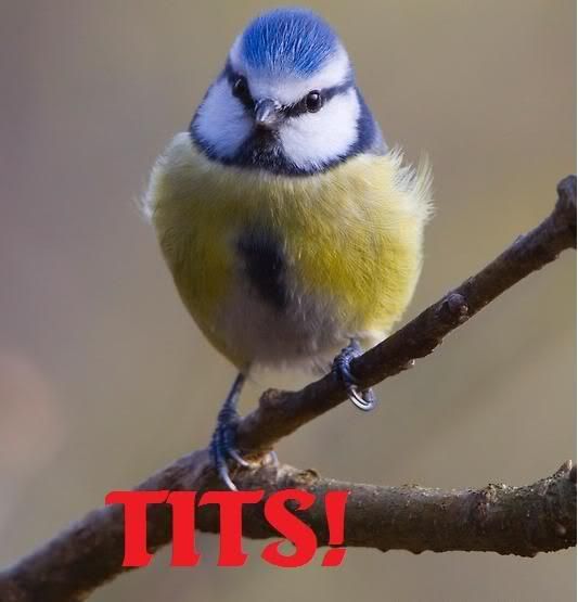 TITS2.jpg