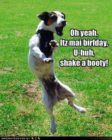 funny birthday dog pictures. Funny Happy Birthday In Dog
