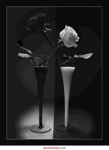 00251-1.gif%20black%20and%20white%20rose%20image%20by%20lilmoises86