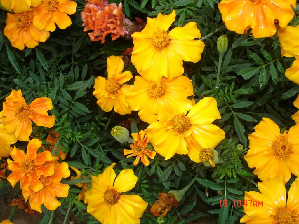 flowers photo: Flowers DSC00165.jpg
