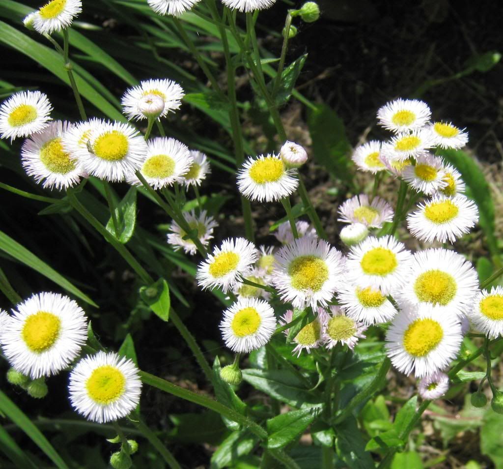 flowers photo: Flowers IMG_0390.jpg